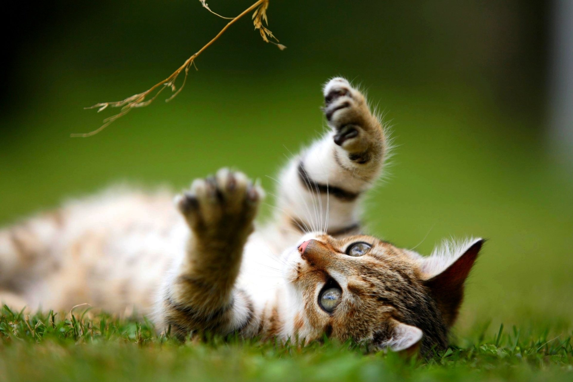 Kleintierosteo-Therapeut Schwerpunkt Hund