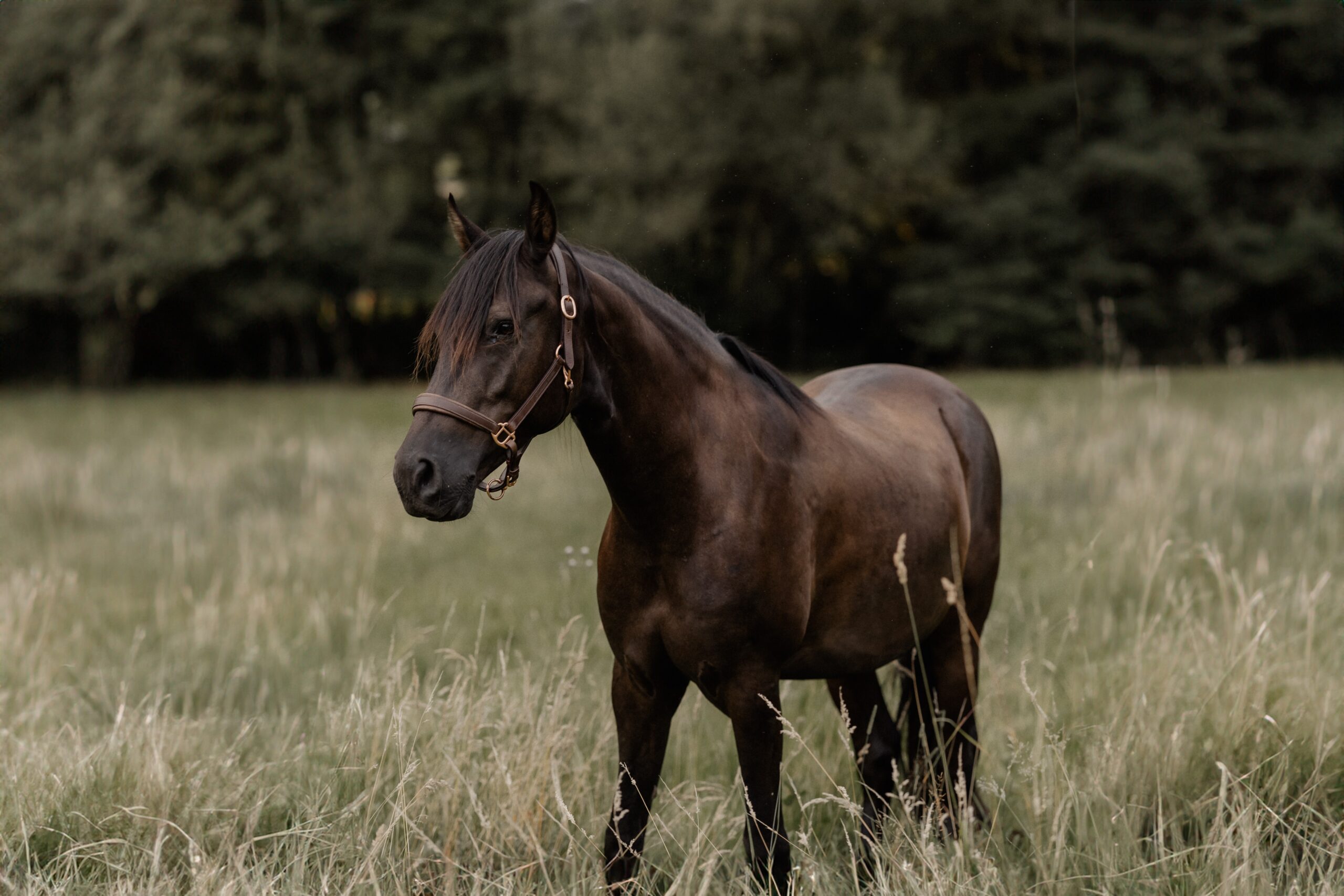 Intensivseminar für Therapeuten TK-MKIT2-3T (14-16.05.2026)