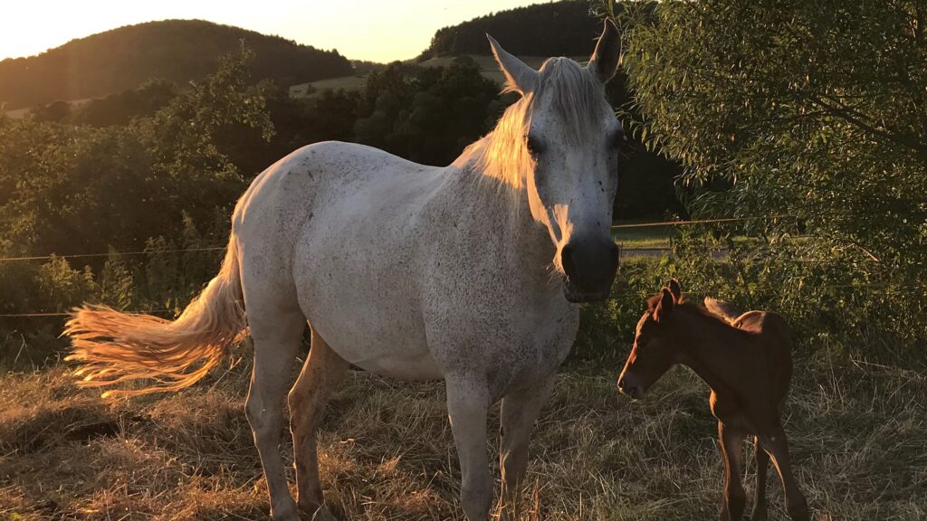 pferd