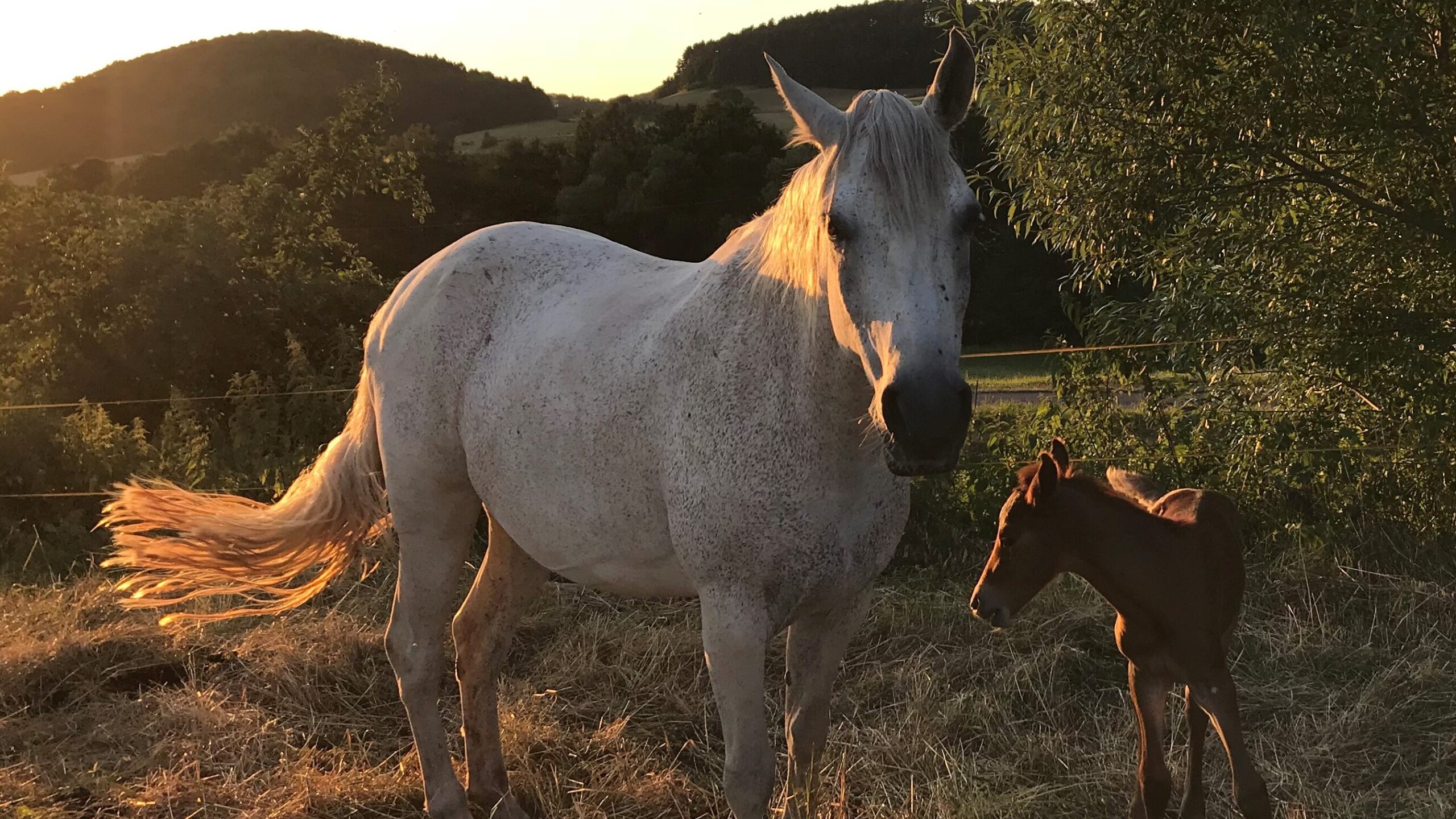 Pferdephysiotherapeut mit Schwerpunkt energetische Behandlung (Oktober 2025)